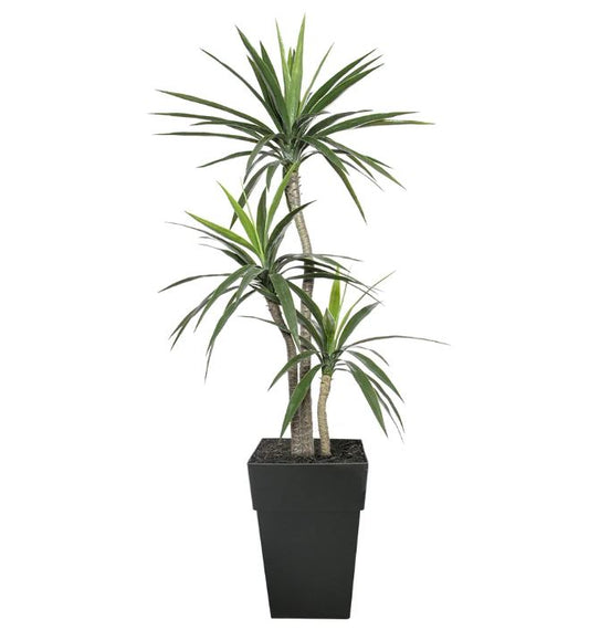 65" Artificial Outdoor Three Trunk Yucca in a Black Planter