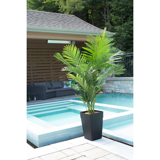 6' Areca Palm in Black Planter