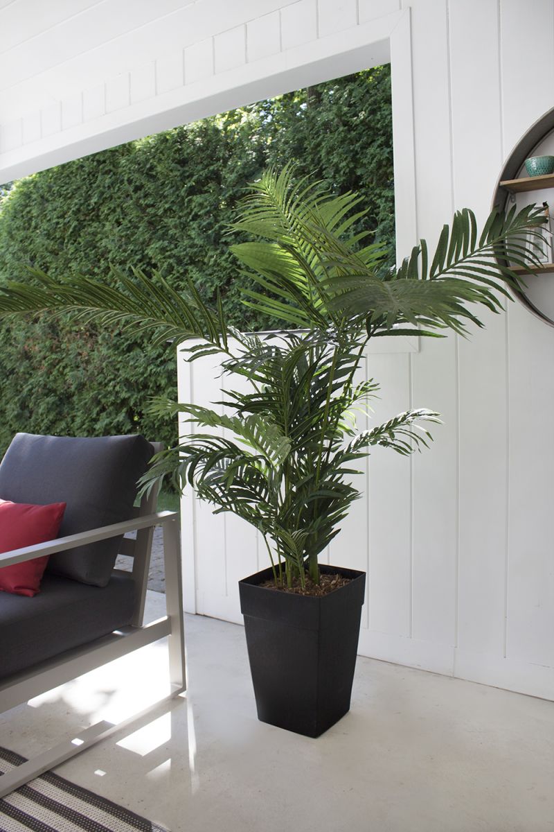 6' Areca Palm in Black Planter