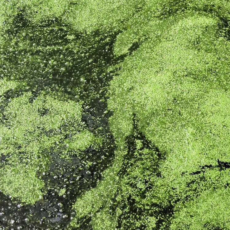 Pool Algae Prevention & Treatment Holland Home Leisure