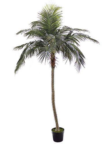 8' Outdoor Phoenix Palm Tree