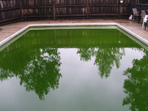 Algae Treatment Info for Pools