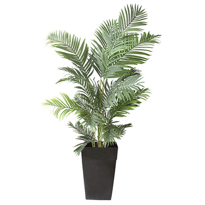 6' Areca Palm in Black Planter